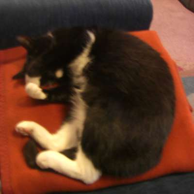Memrise profile picture for @teacup