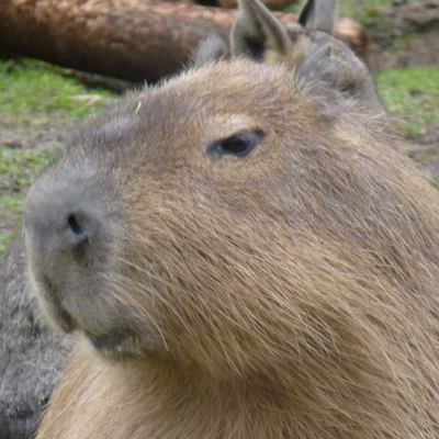 Memrise profile picture for @tread