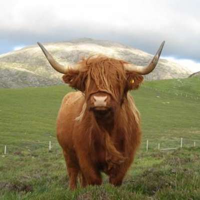 Memrise profile picture for @untouchable