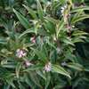 Plantfiles pictures: sarcococca species, christmas box, himalayan sarcococca, sweet box Level 1 - Common name and Image - Plant Identification: Early Spring … - Memrise