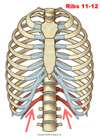 Level 4 - Rippen 1 - De -> Bild - Durham University Medicine (Year On ...