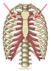 Level 4 - Rippen 1 - De -> Bild - Durham University Medicine (Year On ...