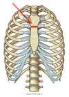 Level 4 - Rippen 1 - De -> Bild - Durham University Medicine (Year On ...