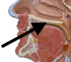 Level 28 - Respiratory system - Anatomy and Physiology II - Memrise