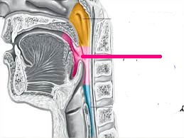 Level 28 - Respiratory system - Anatomy and Physiology II - Memrise