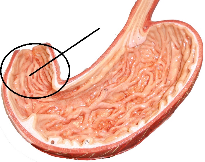 Level 29 - Digestive system - Anatomy and Physiology II - Memrise