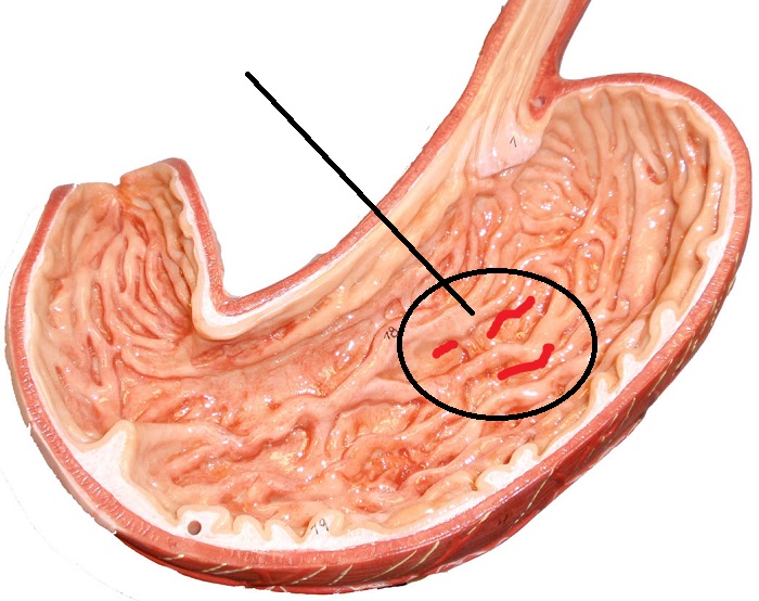 Level 29 - Digestive system - Anatomy and Physiology II - Memrise