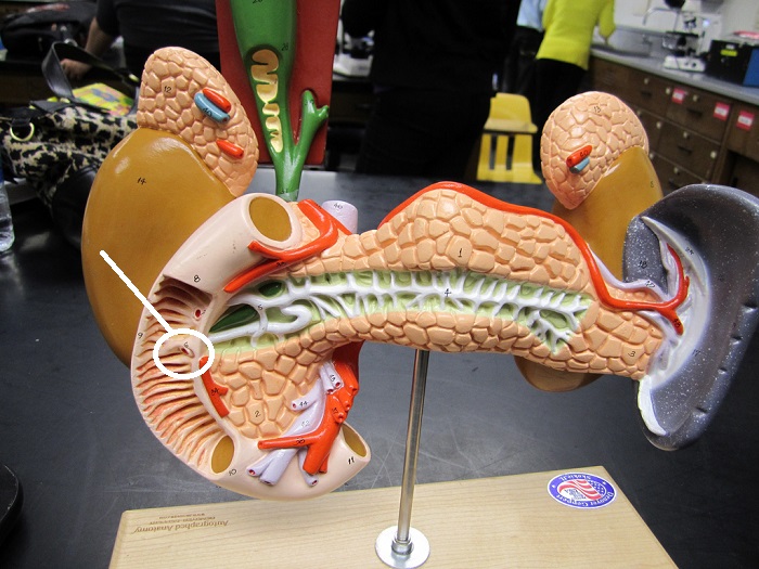Level 29 - Digestive system - Anatomy and Physiology II - Memrise