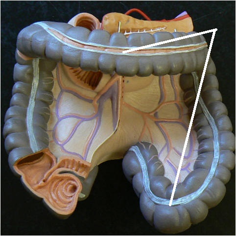 Level 29 - Digestive system - Anatomy and Physiology II - Memrise