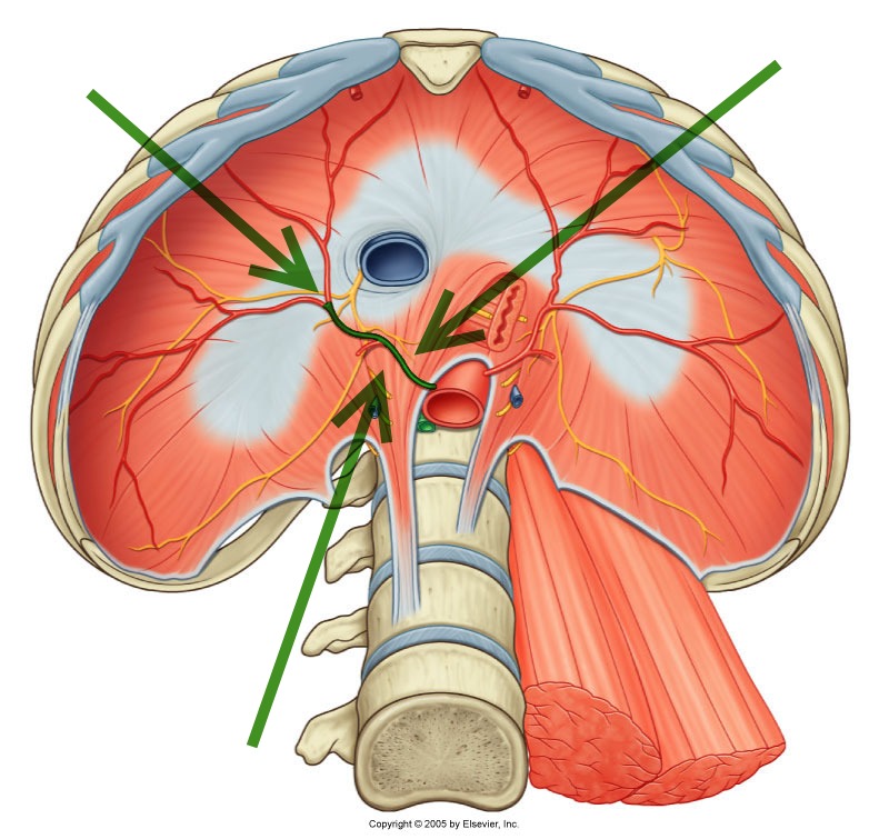 Level 23 - Durham University Medicine (Year One), - Memrise