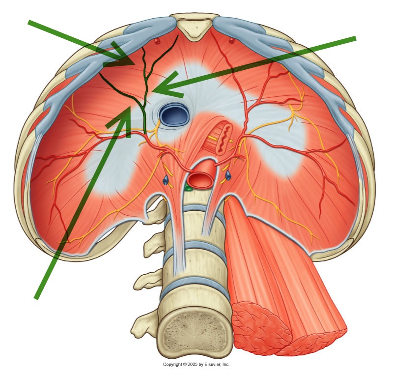 Level 23 - Durham University Medicine (Year One), - Memrise