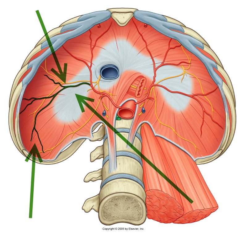 Level 23 - Durham University Medicine (Year One), - Memrise