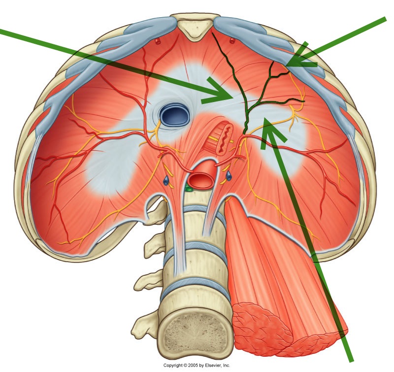 Level 23 - Durham University Medicine (Year One), - Memrise