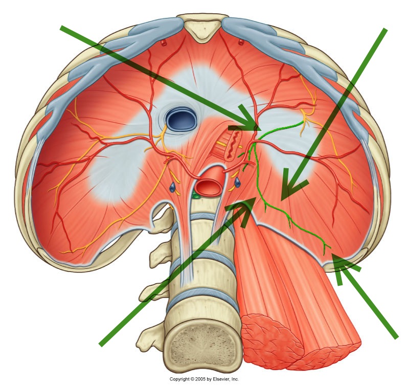 Level 24 - Durham University Medicine (Year One), - Memrise