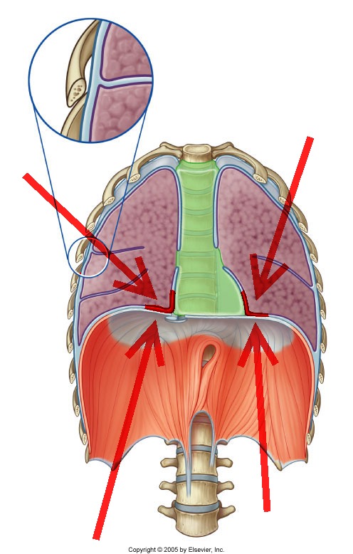 Level 7 - Durham University Medicine (Year One), - Memrise