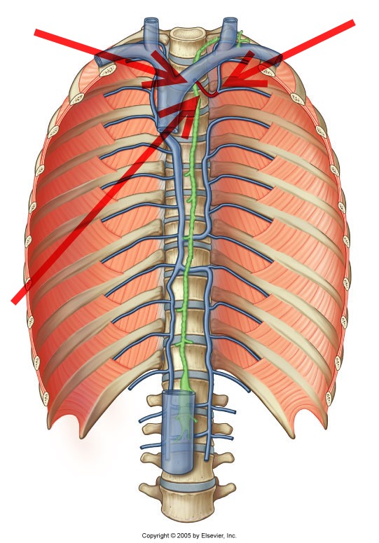 Level 25 - Durham University Medicine (Year One), - Memrise