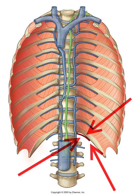 Level 25 - Durham University Medicine (Year One), - Memrise