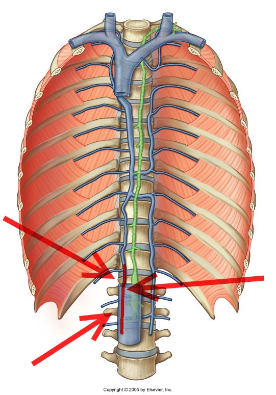 Level 25 - Durham University Medicine (Year One), - Memrise