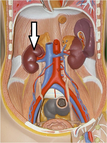 Level 30 - Urinary system - Anatomy and Physiology II - Memrise