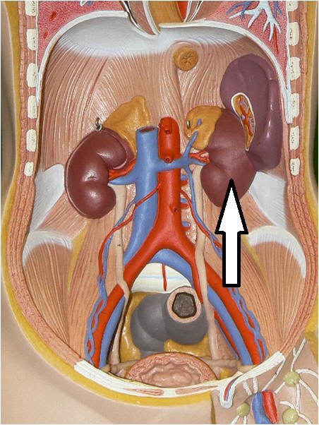 Level 30 - Urinary system - Anatomy and Physiology II - Memrise