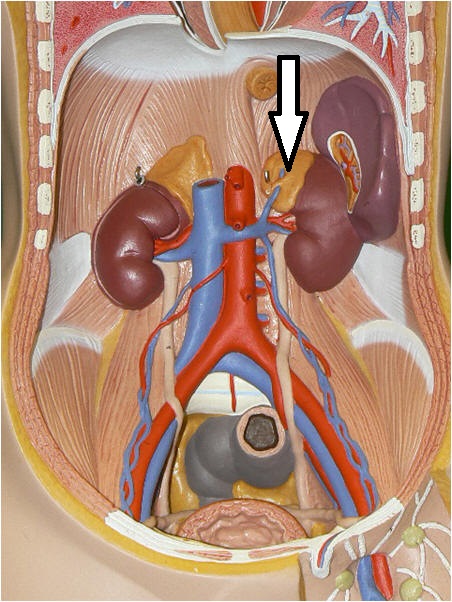 Level 30 - Urinary system - Anatomy and Physiology II - Memrise