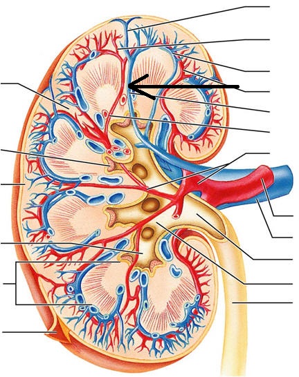Level 30 - Urinary system - Anatomy and Physiology II - Memrise