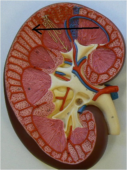 Level 30 - Urinary system - Anatomy and Physiology II - Memrise