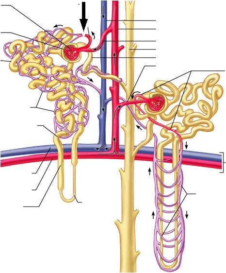 Level 30 - Urinary system - Anatomy and Physiology II - Memrise