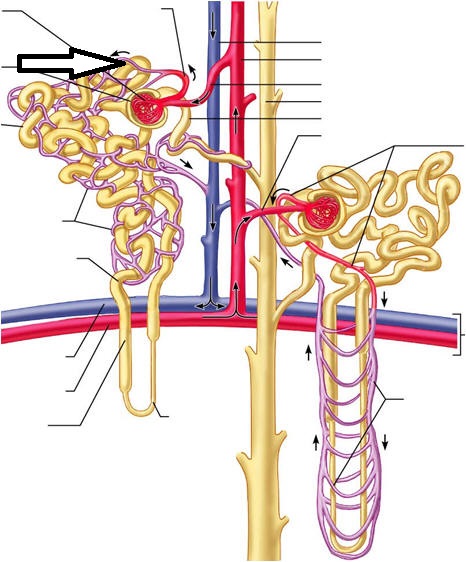 Level 30 - Urinary system - Anatomy and Physiology II - Memrise