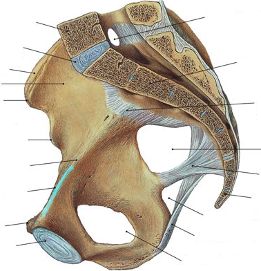 Foramen ischiadicum minus. Ischiadicum majus. Надгрушевидное отверстие, foramen suprapiriforme. Incisura ischiadica Major. Foramen ischiadicum majus содержимое.