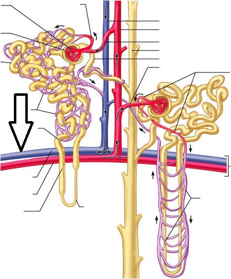 Level 30 - Urinary system - Anatomy and Physiology II - Memrise