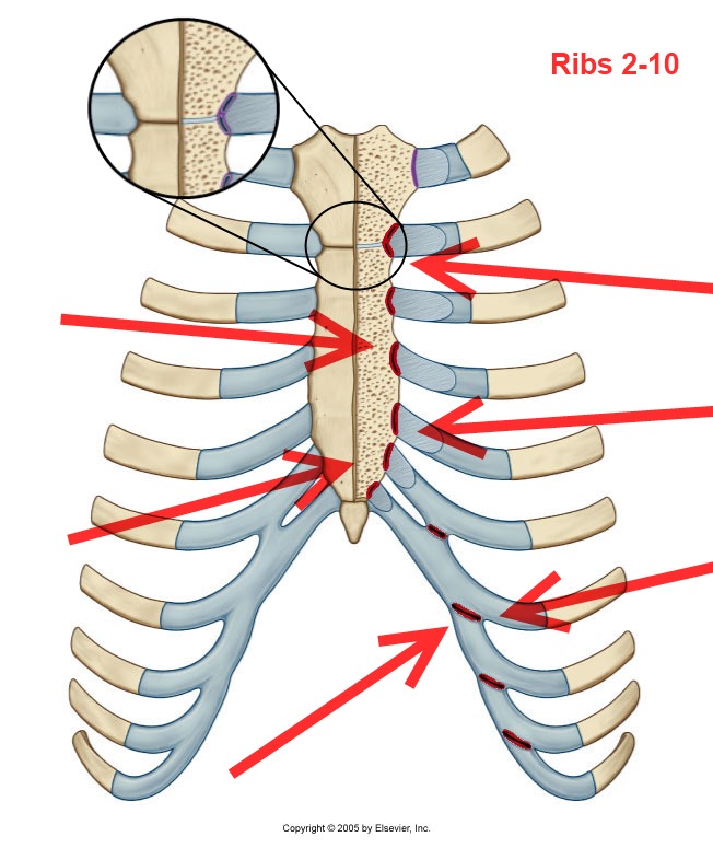 Level 4 Durham University Medicine Year One Memrise