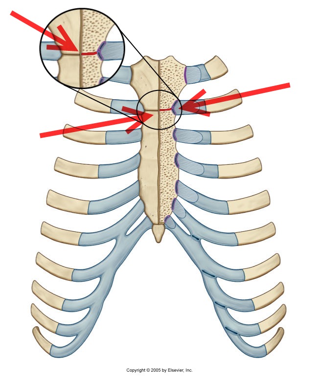 Грудина sternum