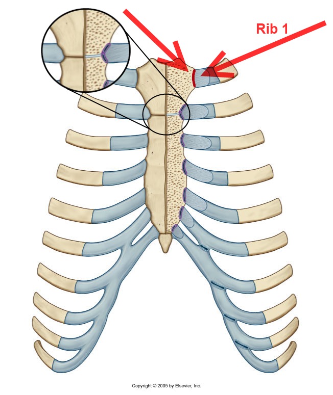 Sternocostal joints