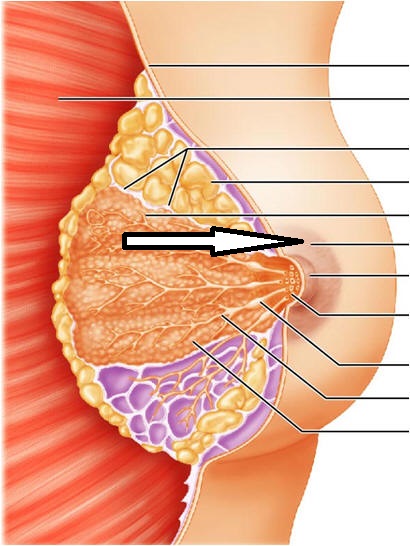 Level 32 - Female reproductive - Anatomy and Physiology II - Memrise