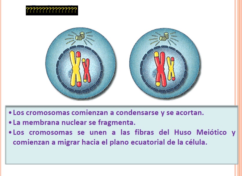 Level 2 - 16 - 30 - Biología básica - Memrise