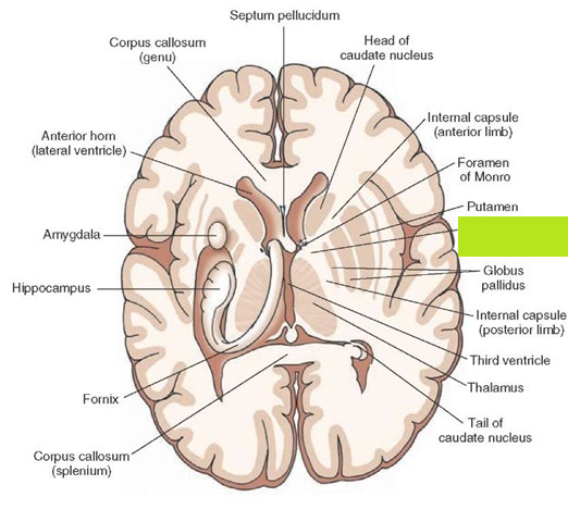 Level 3 - Neurology, ENT, & Ophthalmology (Images) - Oxford Medicine ...