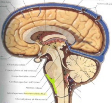 Level 3 - Neurology, ENT, & Ophthalmology (Images) - Oxford Medicine ...