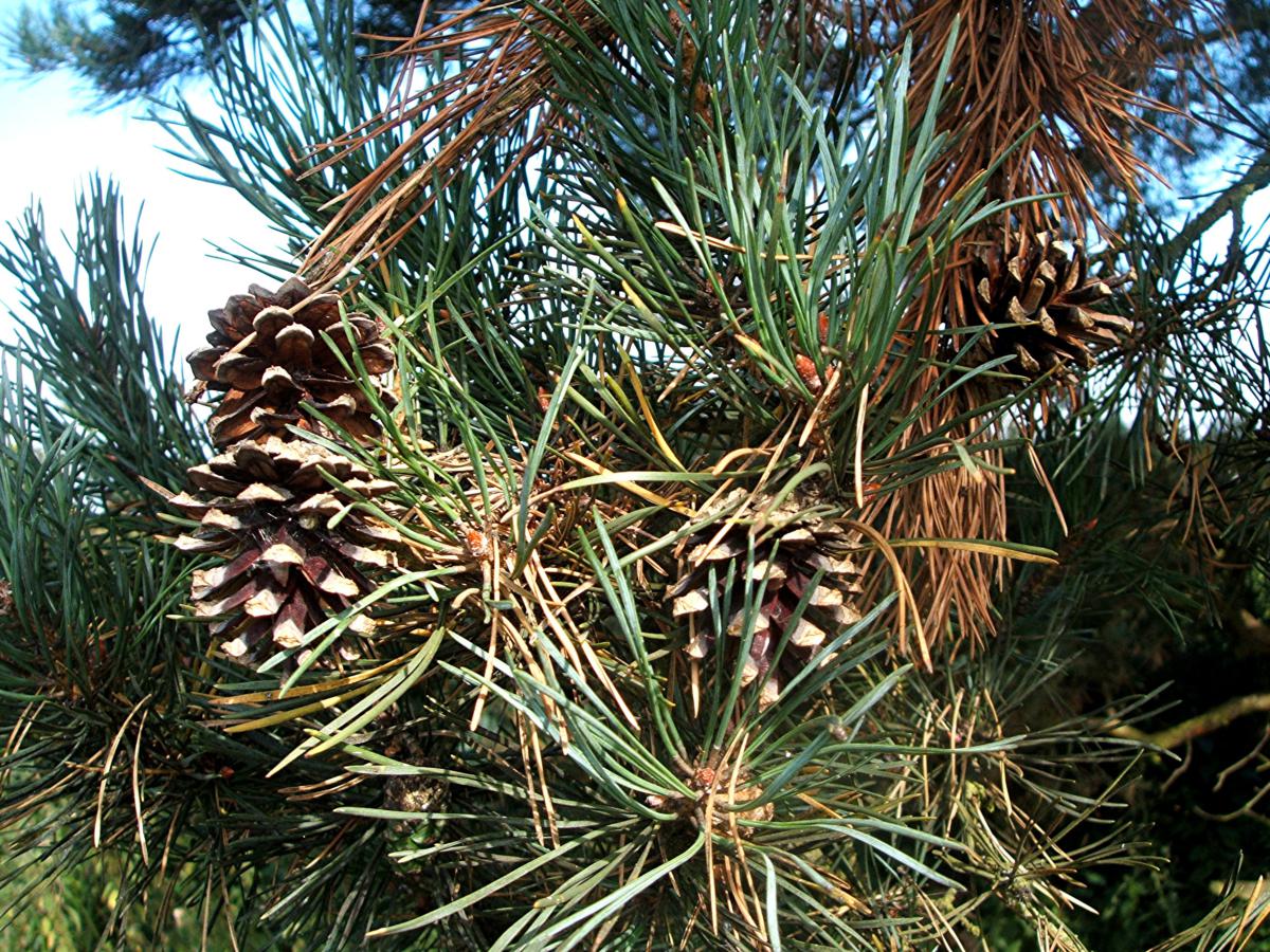 Pinus. Сосна обыкновенная Pinus Sylvestris. Сосна обыкновенная Pinus Sylvestris l. • Сосна обыкновенная (pinussilvestris). Сосна обыкновенная габитус.