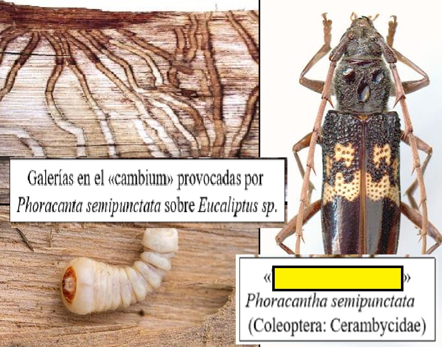 Level 10 - 109 - 120 - Insectos fitófagos - Memrise