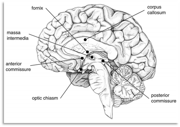 Level 2 - Lecture 1.2 - The Cerebral Cortex - Intro To Clinical Neuro ...