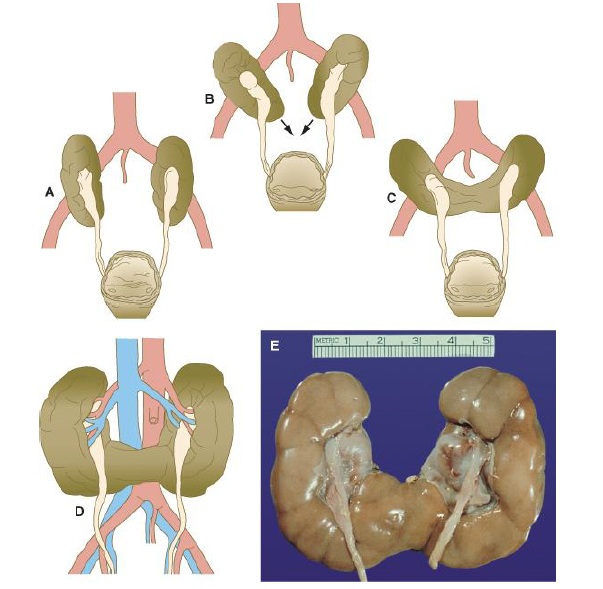 Level 62 Durham University Medicine (Y… Memrise