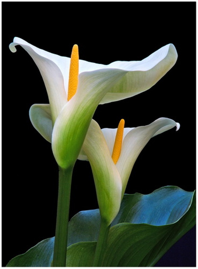 Level 1 38 flowers in vietnamese [i... Memrise