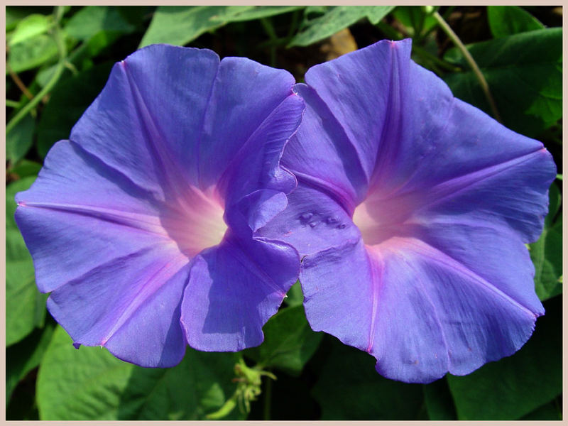 Level 1 38 flowers in vietnamese [ima… Memrise