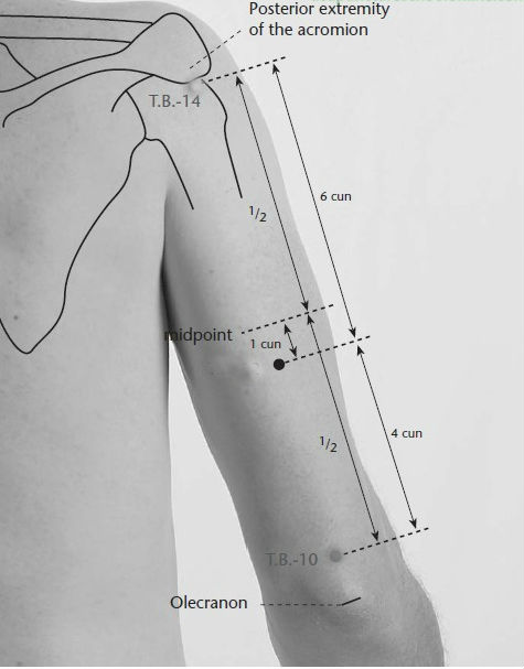 Level 13 - Points On The Anterior Surface Of The Arm - Acupuncture Poi ...