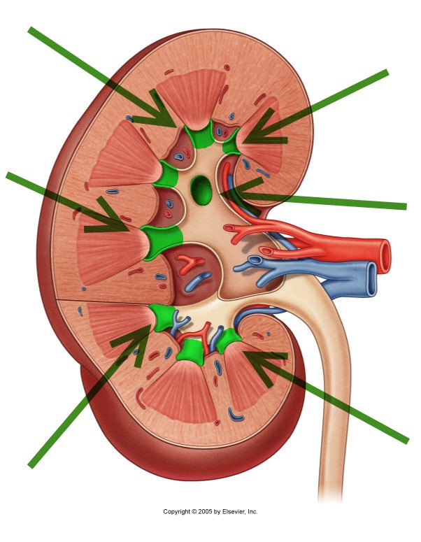 Level 35 - Durham University Medicine (Year One), - Memrise