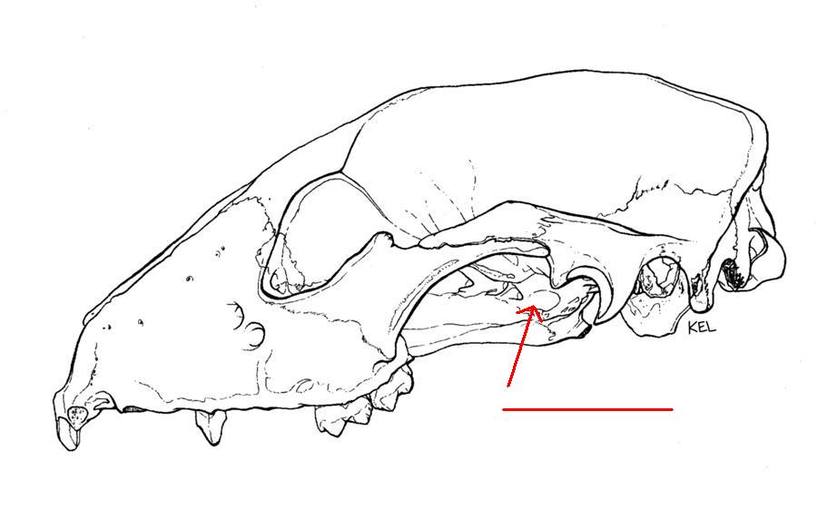 Level 2 - Skull Vocab 2 - Mammalogy Lab - Memrise