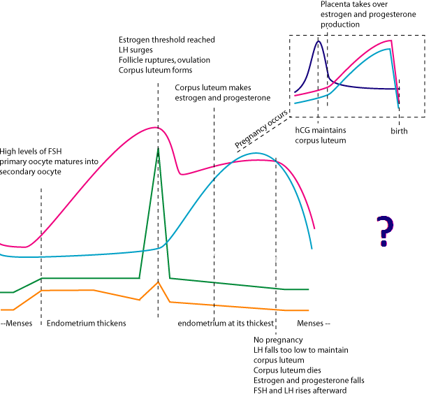 Level 5 - Obstetrics & Gynaecology (Images) - Oxford Medicine Year 5 ...