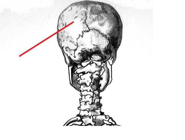 Level 20 - --old-- General Human (Back) - Human Anatomy - Memrise