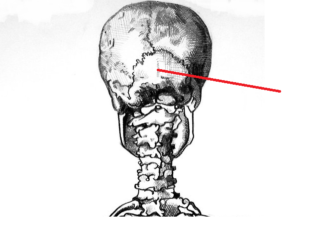 Level 20 - --old-- General Human (Back) - Human Anatomy - Memrise